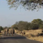 Parco Kruger in Sudafrica
