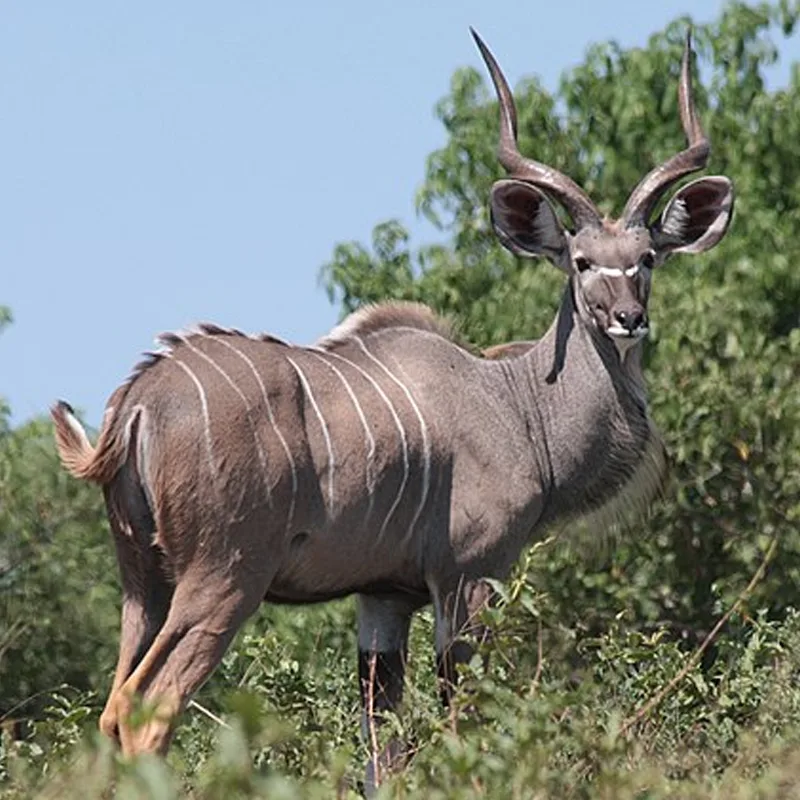Il Kudu maggiore: l’antilope più figa della savana