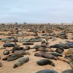 Differenza tra otarie e foche - La colonia a Cape Cross in Namibia