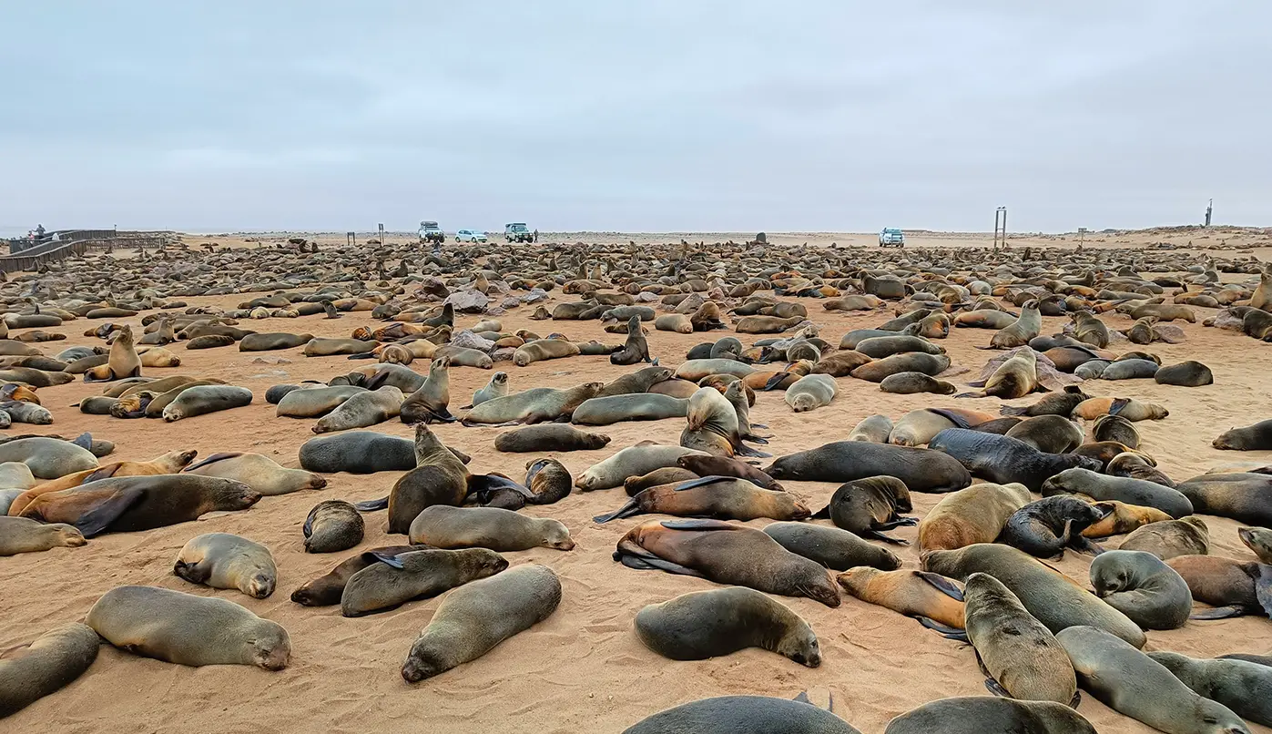 Differenza tra otarie e foche - La colonia a Cape Cross in Namibia
