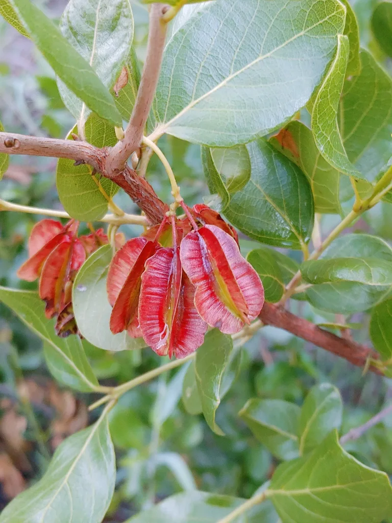 Combretum apiculatum - Red bushwillow