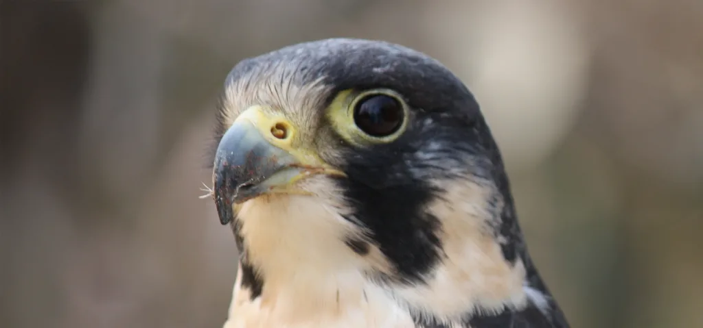 animale più veloce al mondo in aria: il falco pellegrino