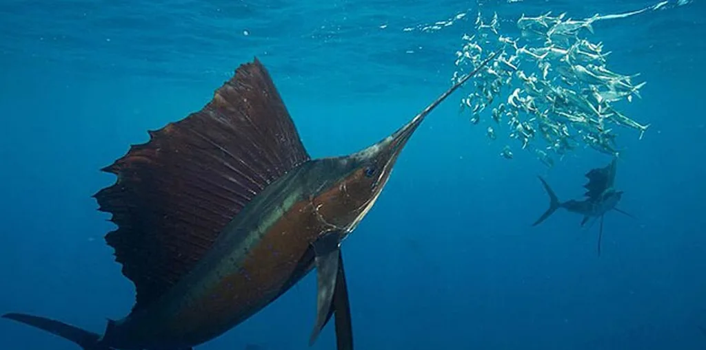 animale più veloce al mondo km h in acqua