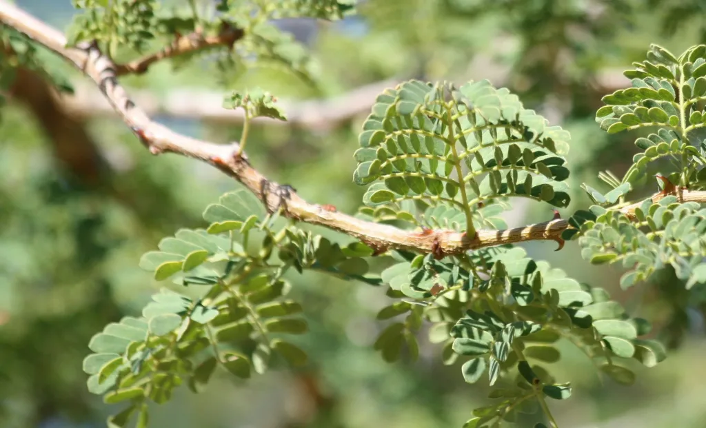 Senegalia burkei - Black Monkey Thorn