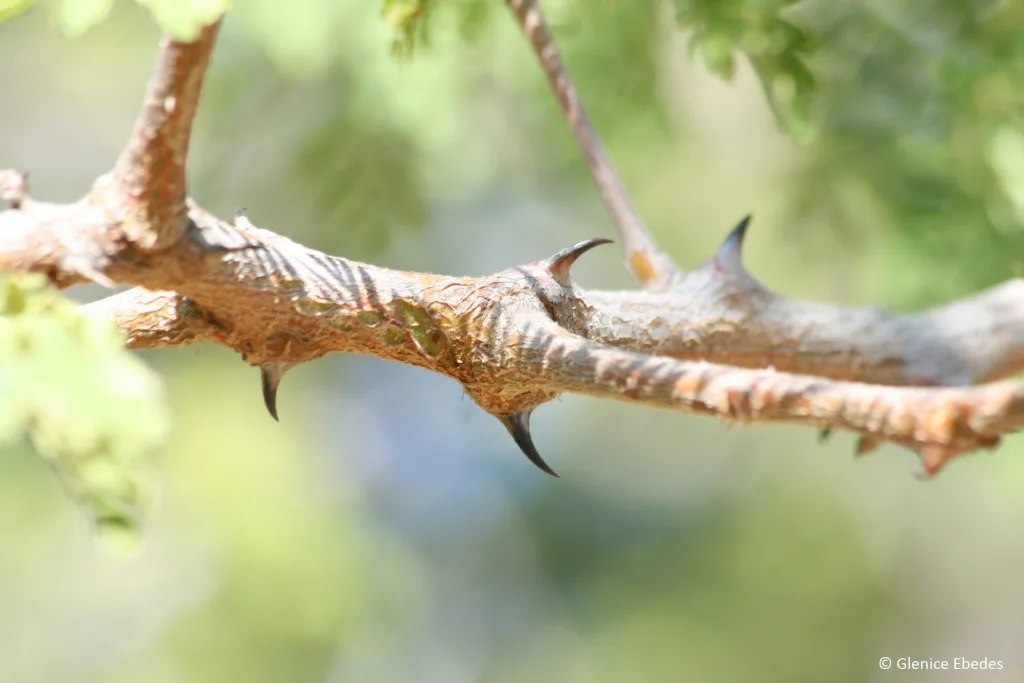 Senegalia burkei - Black Monkey Thorn