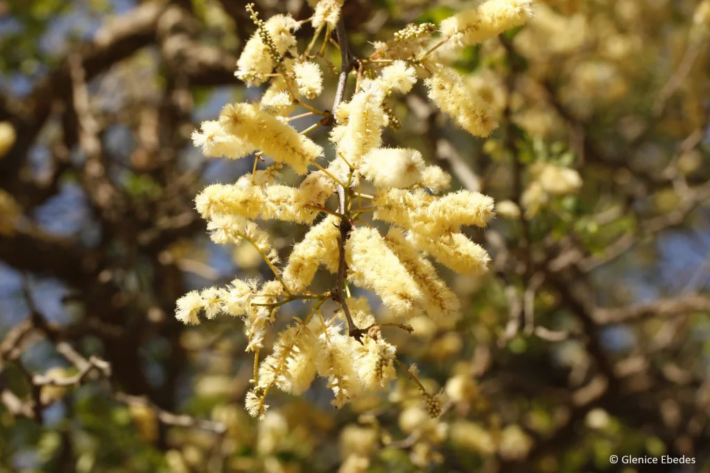 Senegalia nigrescens - Knob thorn - L'albero dei nodi