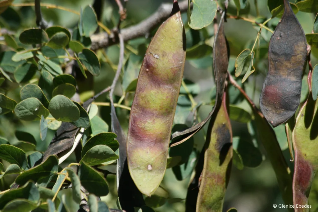 Senegalia nigrescens - Knob thorn - L'albero dei nodi
