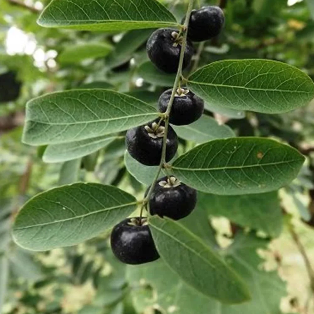 Phyllanthus reticulatus, o Potato Bush