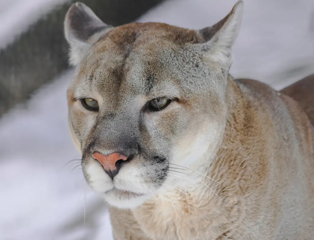 Puma, Sud America