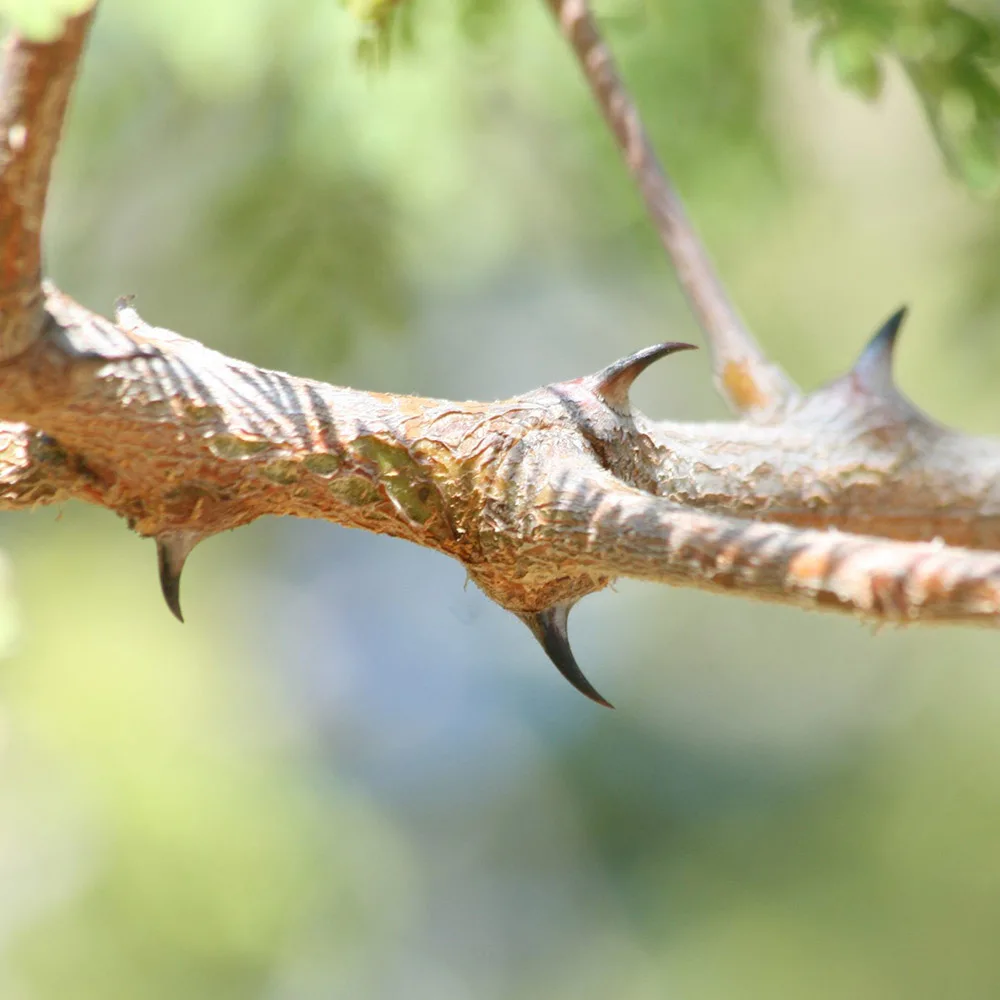 Senegalia burkei, o Black Monkey Thorn: la pianta delle scimmie