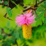 Sickle bush - Dichrostachys cinerea