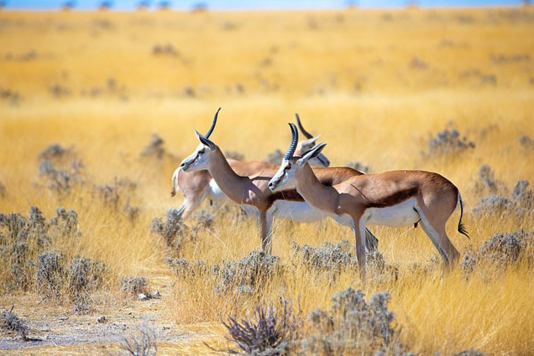 Gli animali del deserto della Namibia | Antilope saltante (Springbok)