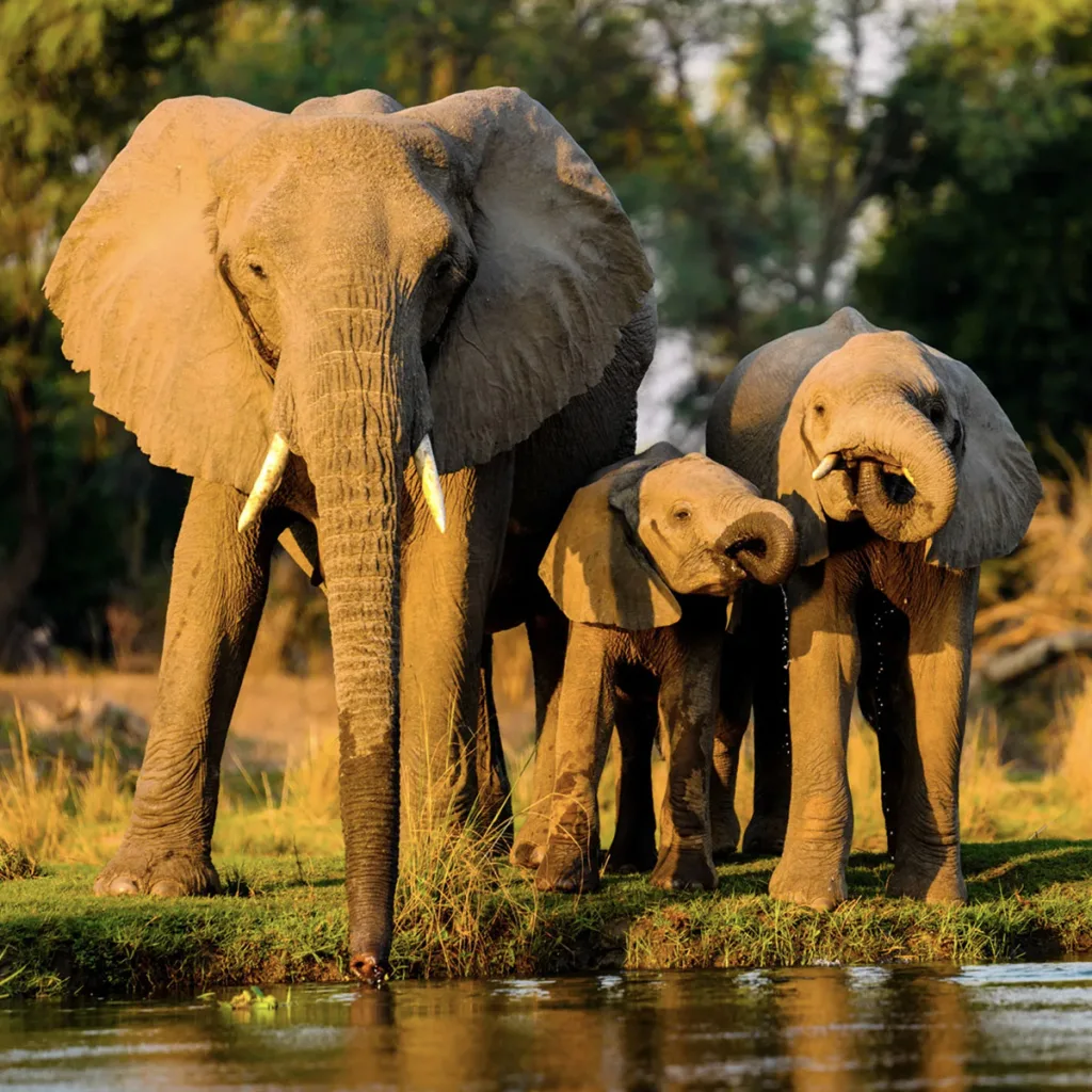 Come stimare l’età degli elefanti