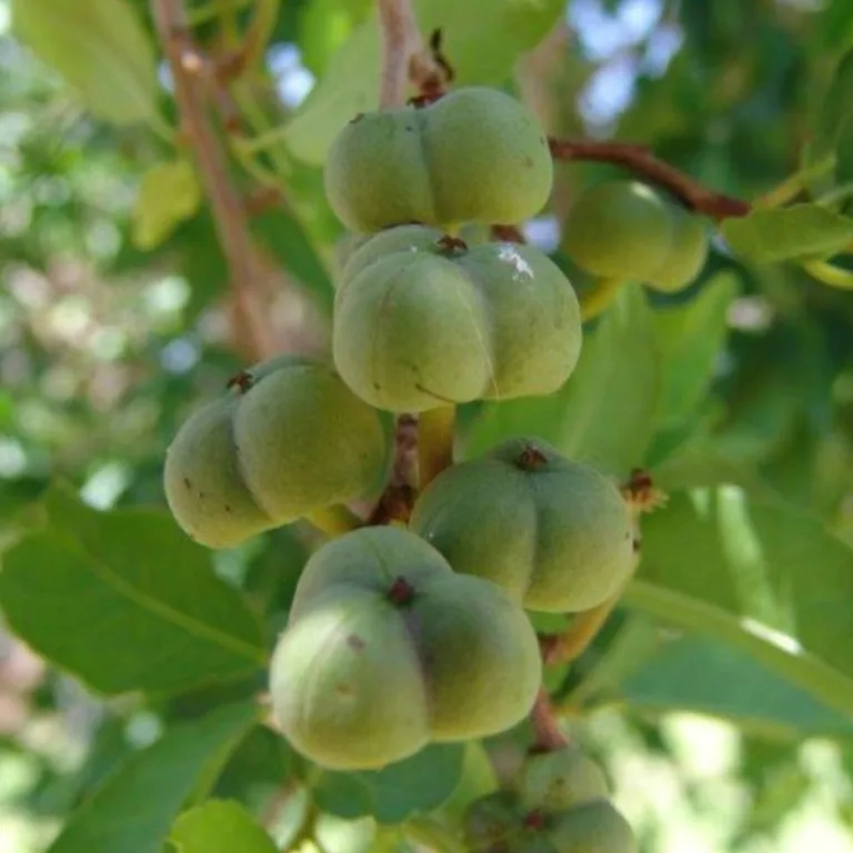 Tamboti, l'albero dai fagioli saltellanti