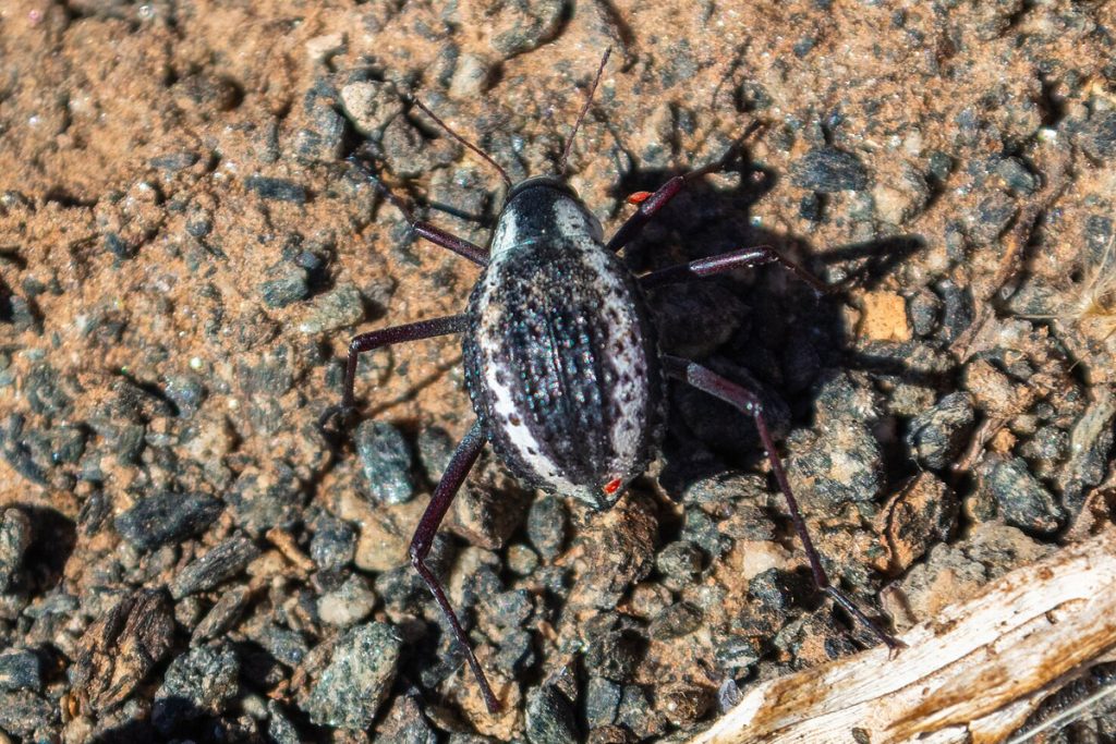 Gli animali del deserto della Namibia | Coleottero del deserto