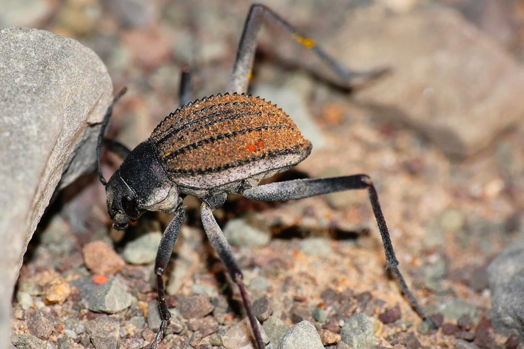 Gli animali del deserto della Namibia | Coleottero del deserto