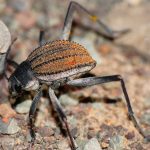 Gli animali del deserto della Namibia | Coleottero del deserto