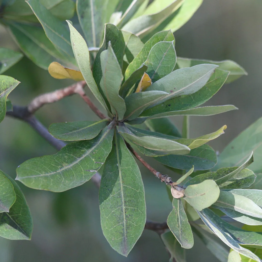 Terminalia sericea – Silver Cluster Leaf
