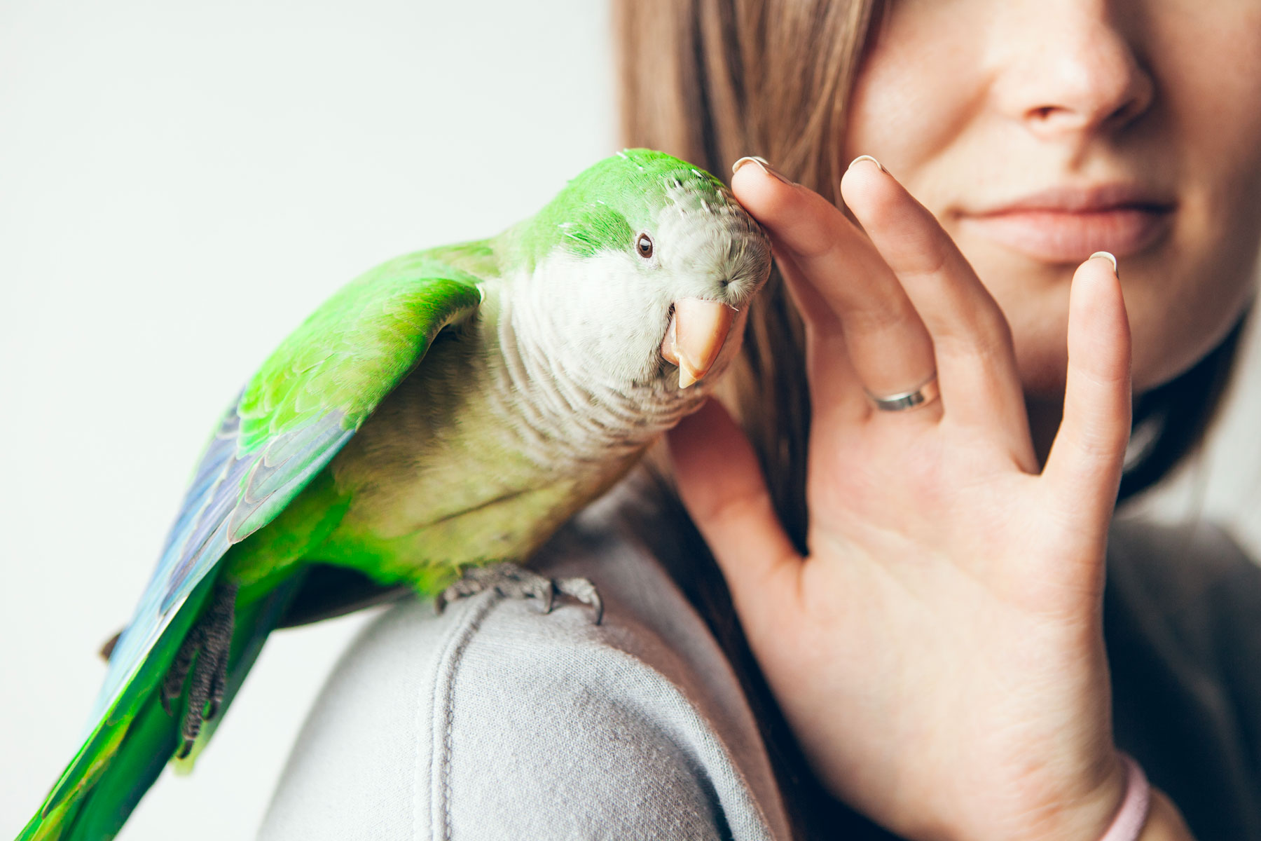 Perché non è bene accarezzare i gufi, i pappagalli e gli uccelli