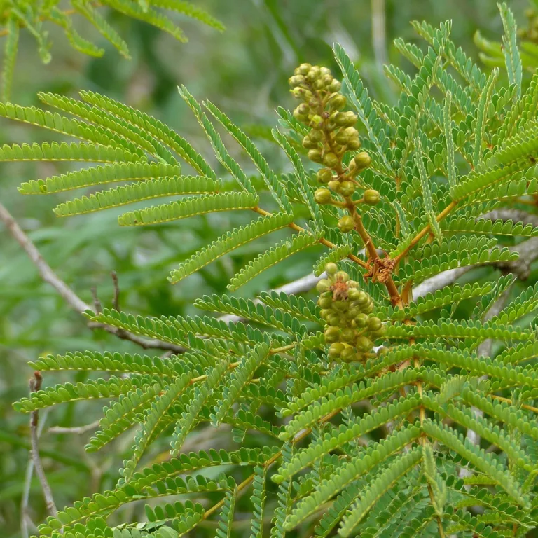 Weeping wattle - L'albero delle lacrime