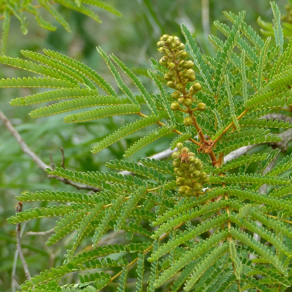 Weeping wattle - L'albero delle lacrime