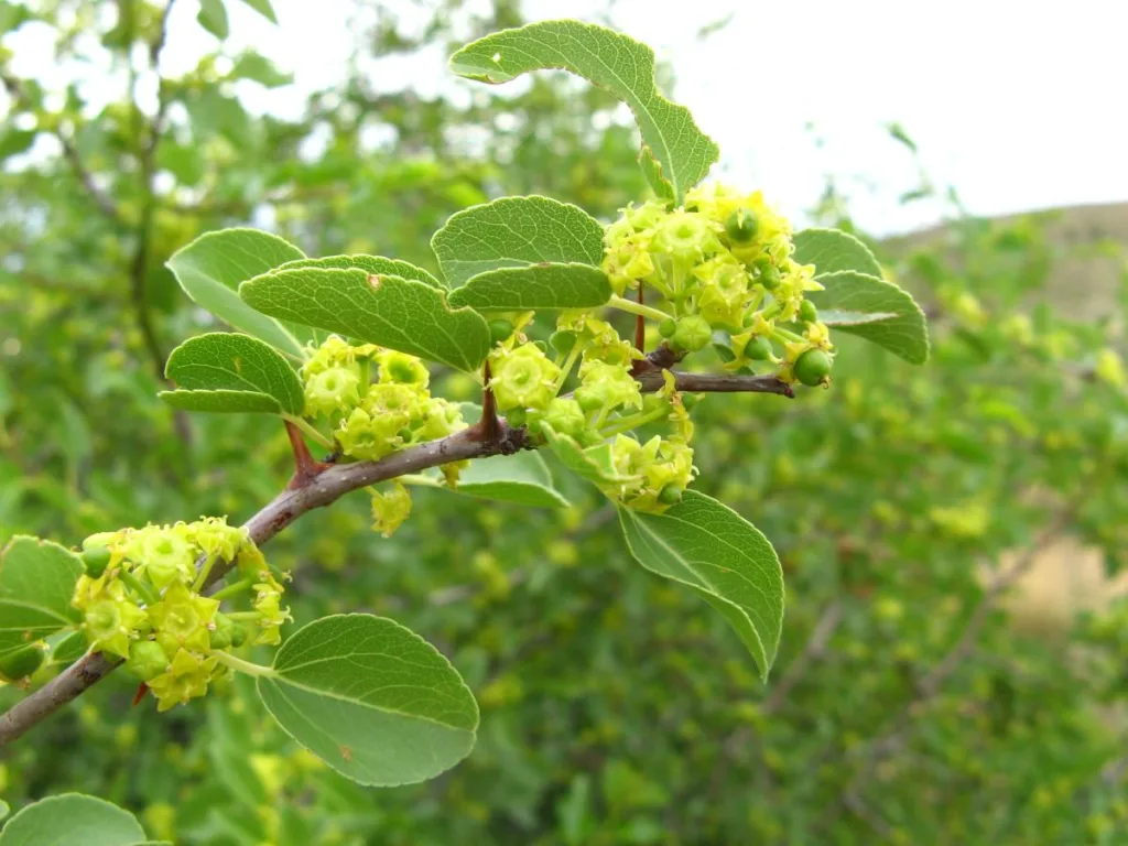 Ziziphus mucronata - Buffalo thorn - Fiori