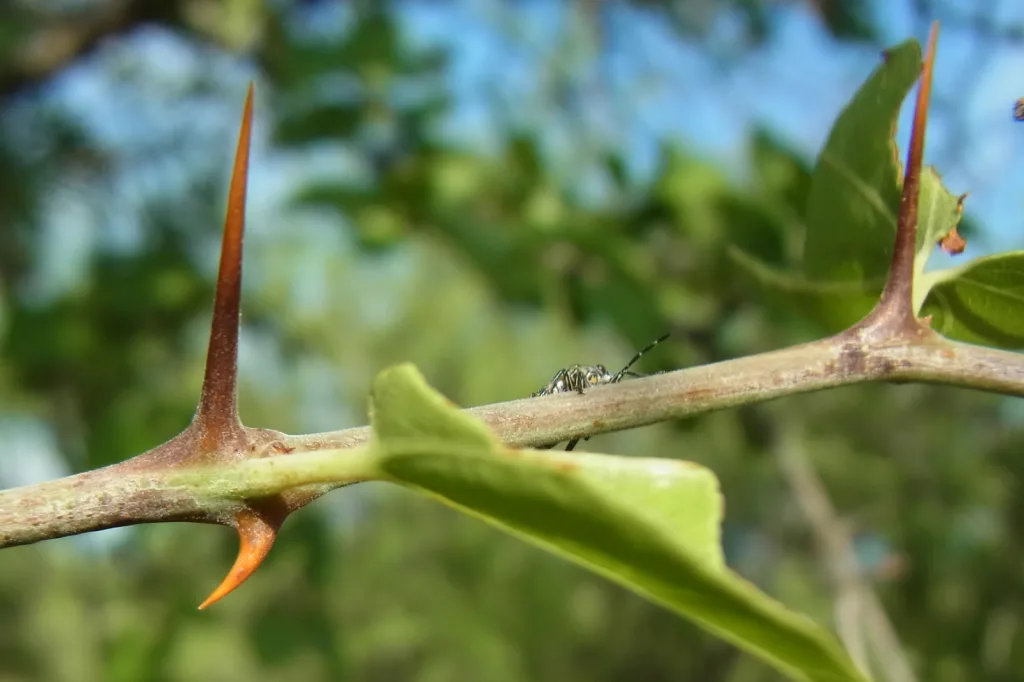 Ziziphus mucronata - Buffalo thorn - Spine