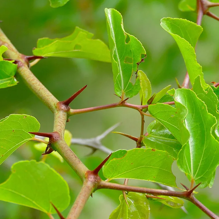 Ziziphus mucronata - Buffalo thorn - Caratteristiche, usi tradizionali e leggende