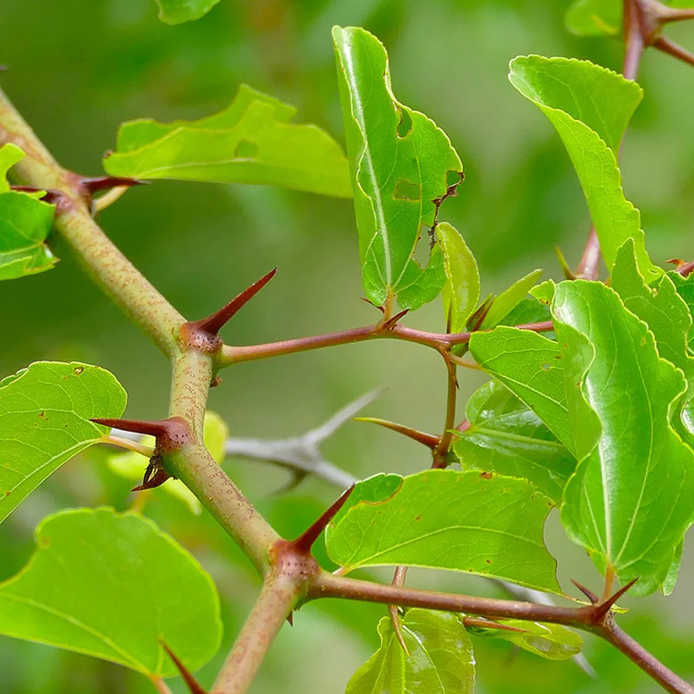 Ziziphus mucronata - Buffalo thorn - Caratteristiche, usi tradizionali e leggende